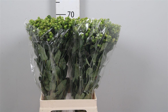 <h4>Hyp Mag Green Power</h4>