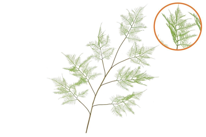 <h4>Silk Fern Asparagus Light Green 138cm Nm</h4>