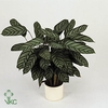 Calathea 19cm Compactstar (Ctenanhte)