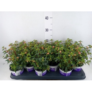 Fuchsia  'Bella Fuchsia Sacha'