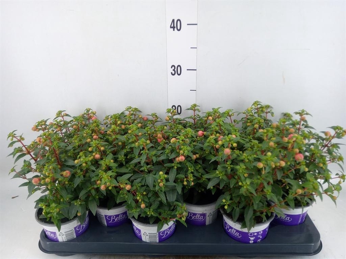 <h4>Fuchsia  'Bella Fuchsia Sacha'</h4>