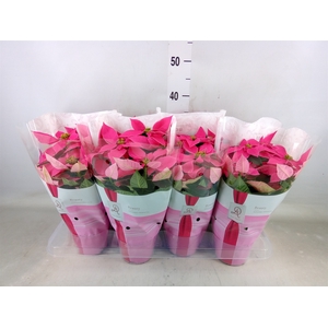 Euphorbia pulc. 'Princ Dark Pink'
