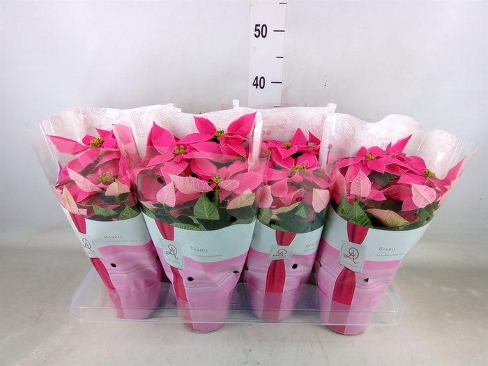 <h4>Euphorbia pulc. 'Princ Dark Pink'</h4>