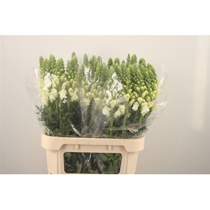 Antirrhinum Nl. White Antibes