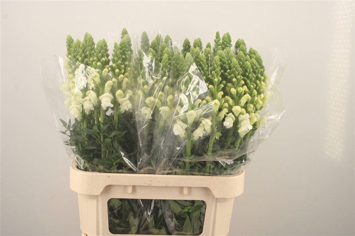 <h4>Antirrhinum Nl. White Antibes</h4>