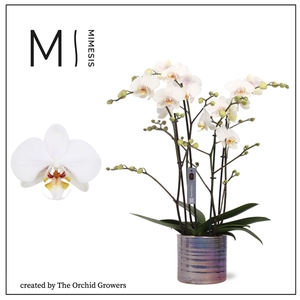 Mimesis Phal. Marvellous White - 50+ flowers 17cm in Didi Pearl ceramic