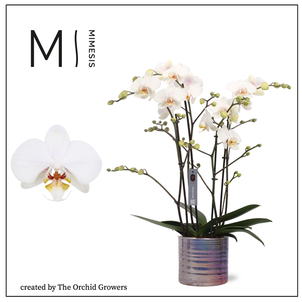 <h4>Mimesis Phal. Marvellous White - 50+ flowers 17cm in Didi Pearl ceramic</h4>