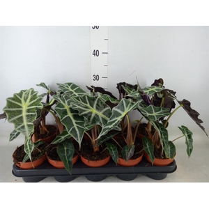 Alocasia amazonica 'Polly'