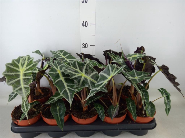 <h4>Alocasia amazonica 'Polly'</h4>