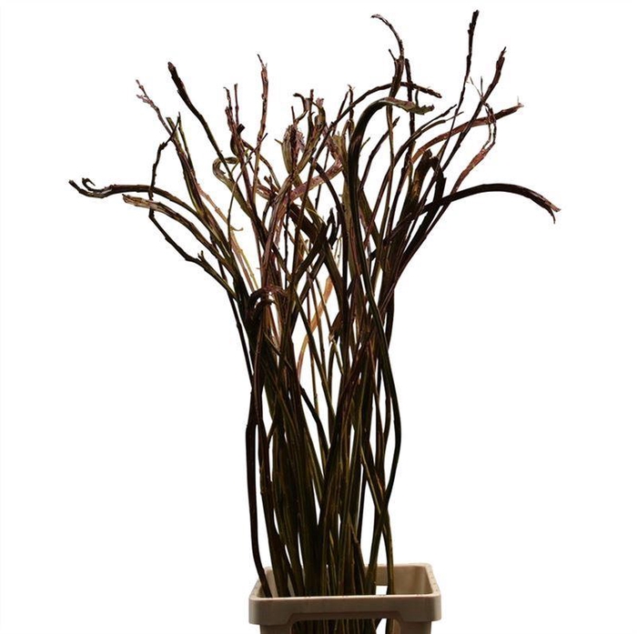 <h4>Salix Bandwilg</h4>