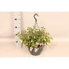 Hangpotten 23 cm Fuchsia Blue Angel