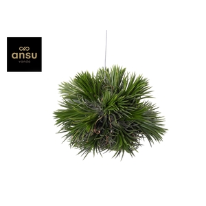 Tillandsia Magic Ball (XL)