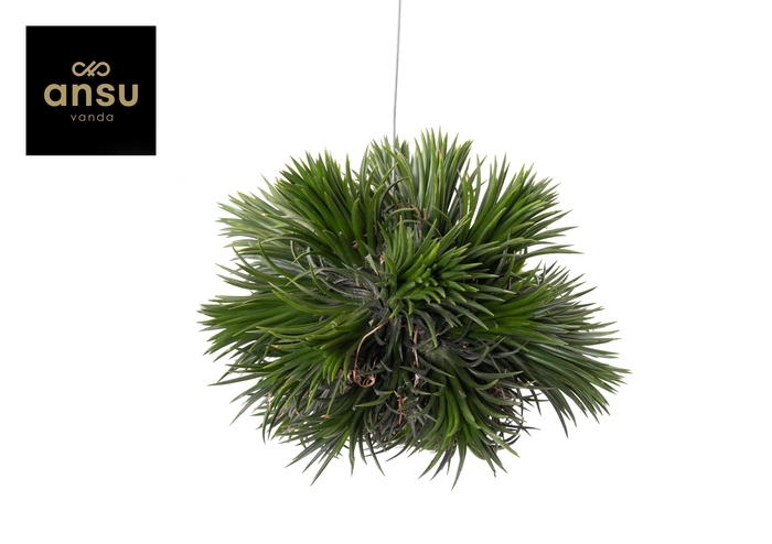 <h4>Tillandsia Magic Ball (XL)</h4>