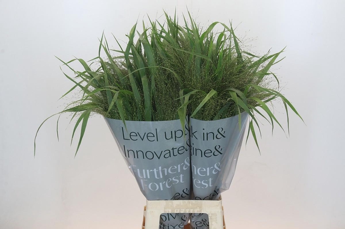 <h4>PANIC VI FONTAINE</h4>