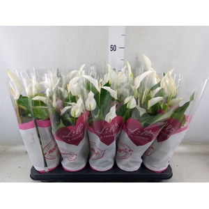 Anthurium  'Banderola Cava'