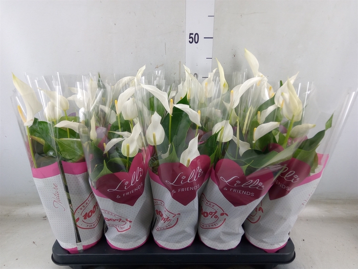 <h4>Anthurium  'Banderola Cava'</h4>