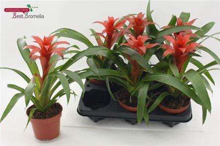 <h4>Guzm Allura</h4>