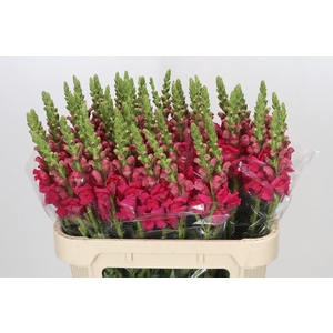 Antirrhinum majus 'Cannes Rose'