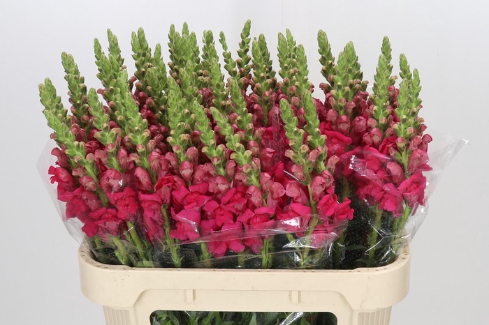 <h4>Antirrhinum majus 'Cannes Rose'</h4>