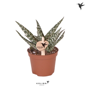 Kolibri Greens Succulenten Aloe Mingo