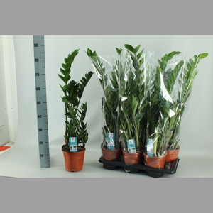 ZAMIO ZAMIIFOLIA
