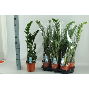 ZAMIO ZAMIIFOLIA