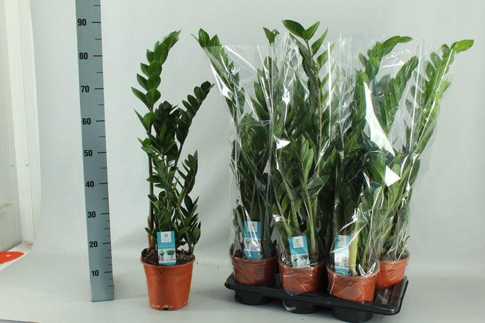 <h4>ZAMIO ZAMIIFOLIA</h4>