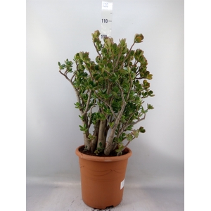 Crassula ovata