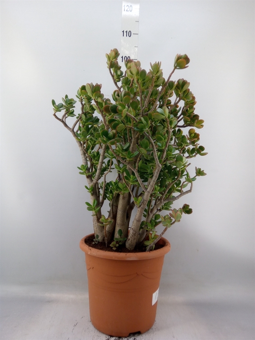 <h4>Crassula ovata</h4>