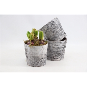 (3406) Hyacint Bark Pot [L]