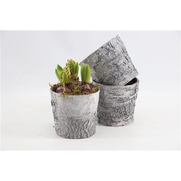 <h4>(3406) Hyacint Bark Pot [L]</h4>