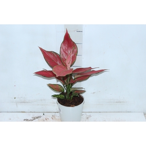 AGLAONEMA CHERRY BABY P12