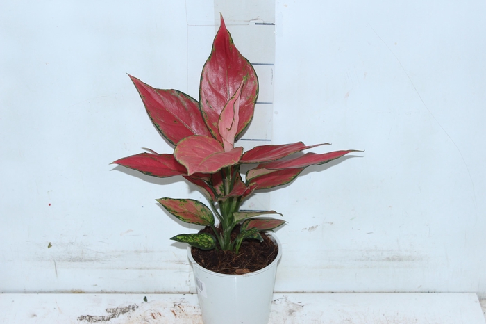 <h4>AGLAONEMA CHERRY BABY P12</h4>