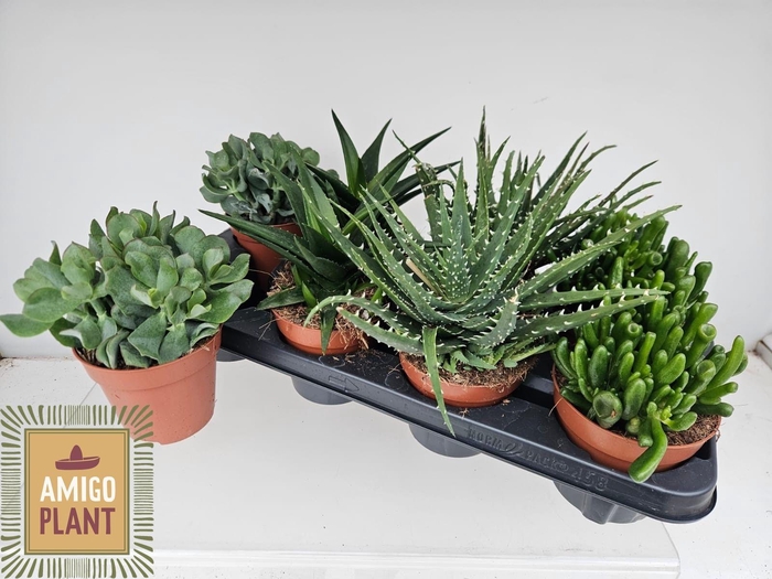 <h4>SUCC GEM 4 SRT</h4>