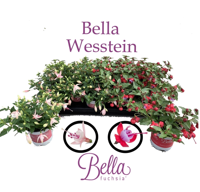<h4>Bella Fuchsia Gemengd Hang</h4>
