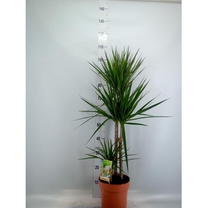 Dracaena marg.