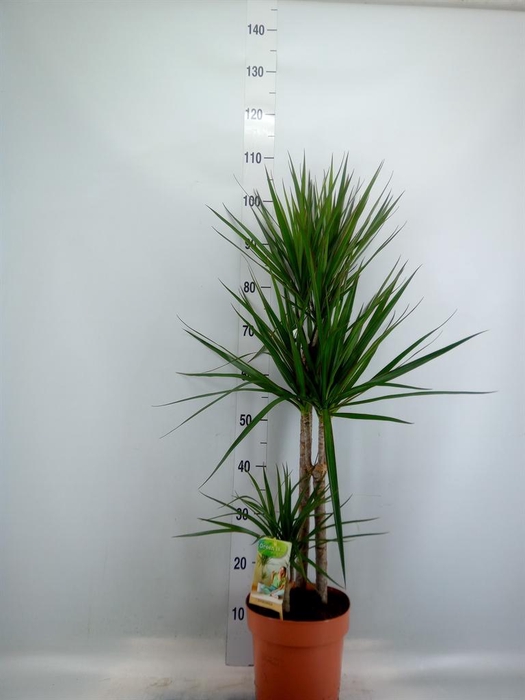<h4>Dracaena marg.</h4>