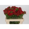 Dianthus Br Red Baron