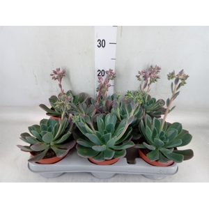 Echeveria  'Blue Prince'