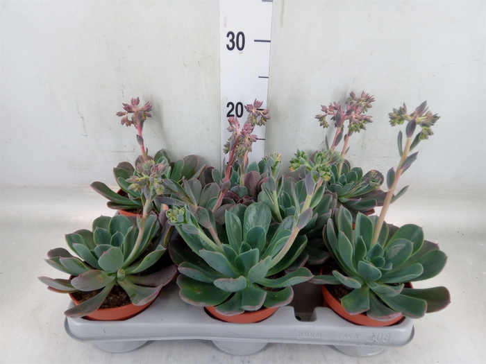 <h4>Echeveria  'Blue Prince'</h4>