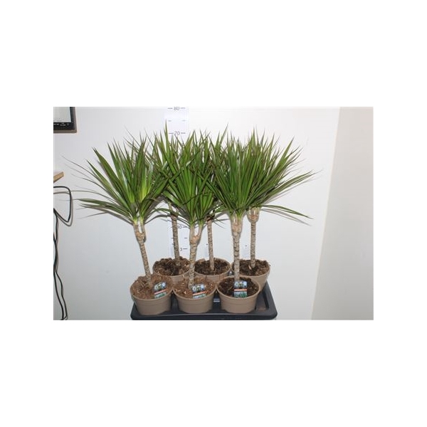 <h4>Dra Marginata 30cm Meerkop</h4>