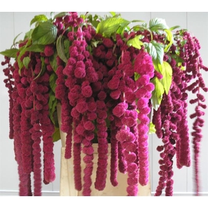 AMAR CAUD ROSARY
