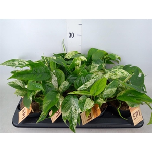 Epipremnum pinn.   HG