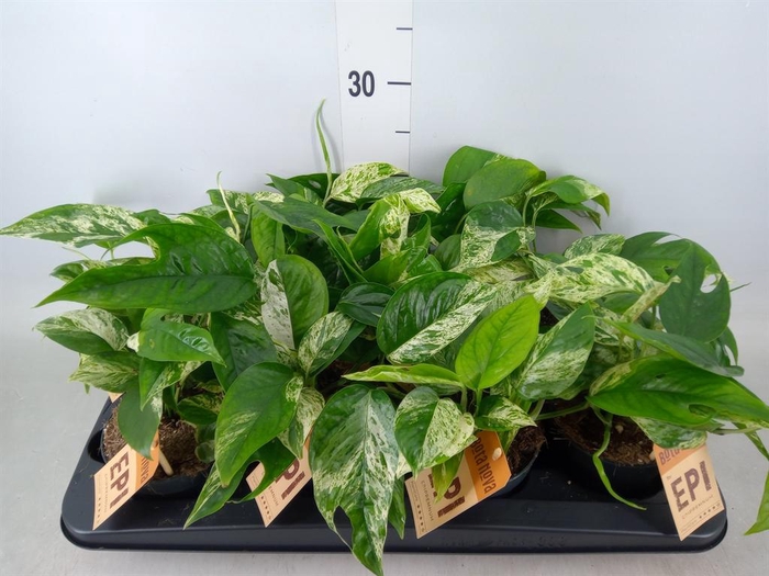 <h4>Epipremnum pinn.   HG</h4>