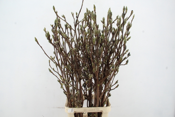 <h4>MAGNOLIA SUPERBA 130CM</h4>