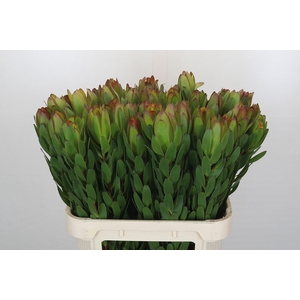 Leucadendron Goldstrike