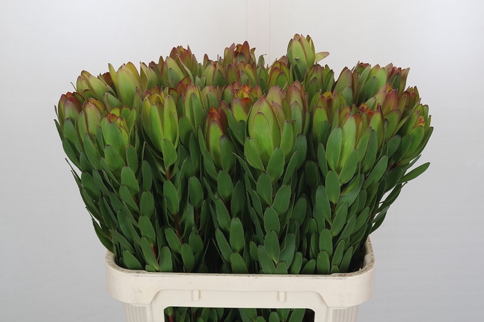 <h4>Leucadendron Goldstrike</h4>