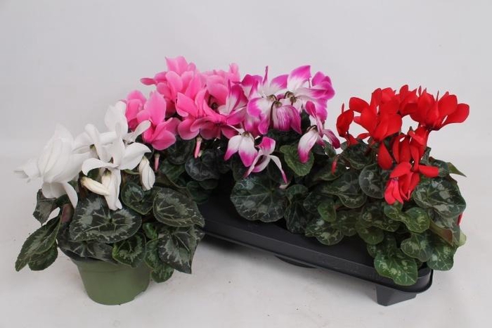 <h4>CYCL GR SUP MAMMOTH</h4>