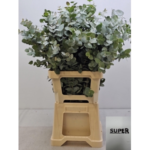 EUC CINEREA PER STEEL SUPER-IT-