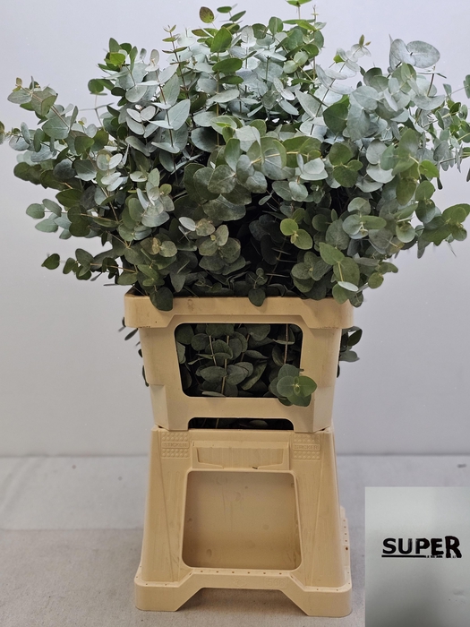 EUC CINEREA PER STEEL SUPER-IT-